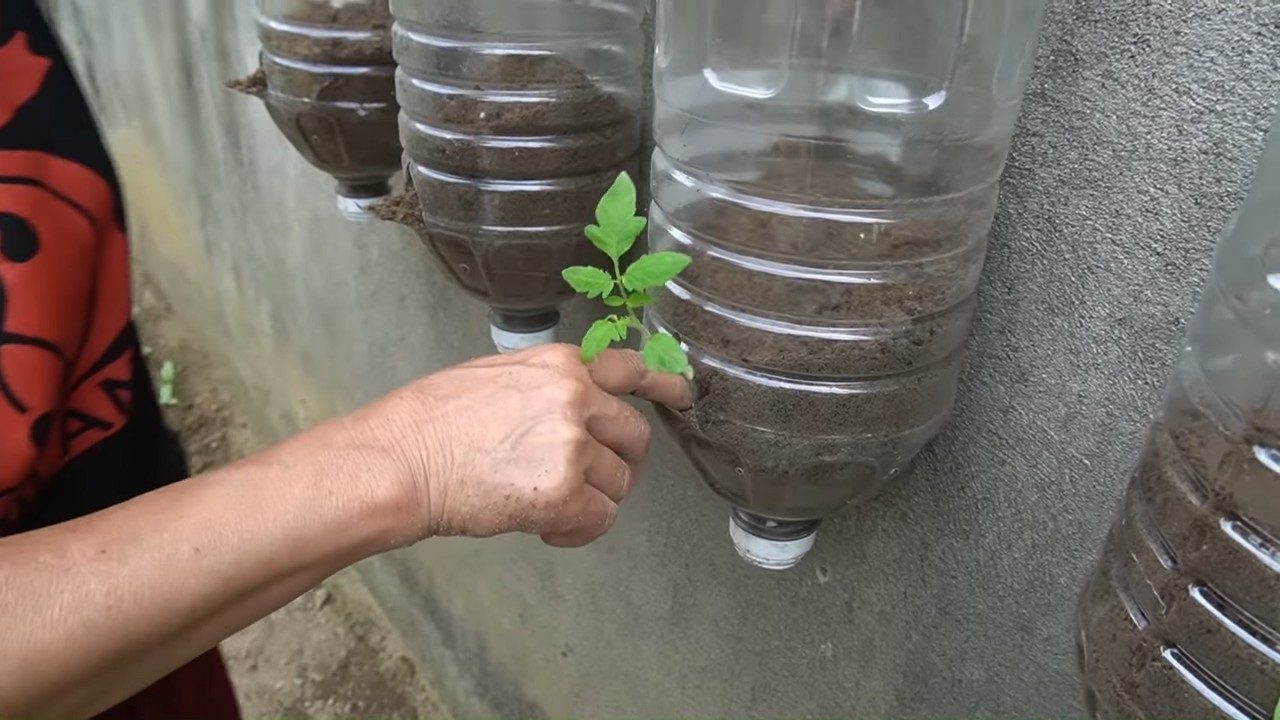 Vertical tomato gardening system