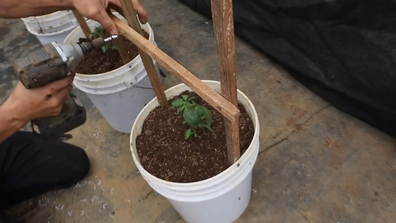 Growing Pepino Melons