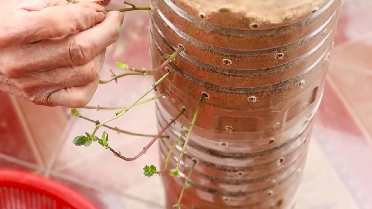 Fresh kitchen herbs year round