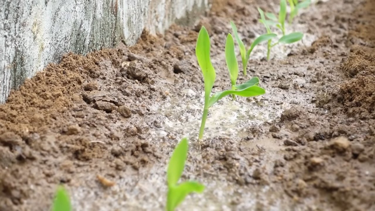 Growing corn in concrete