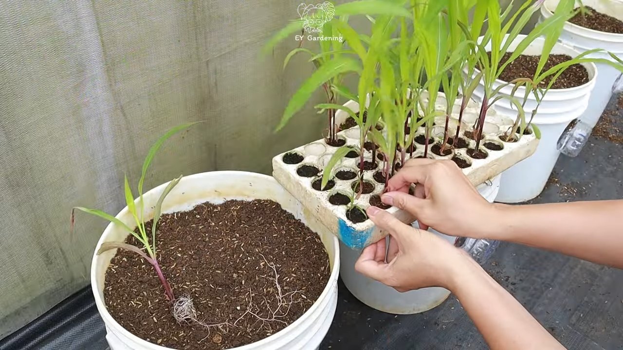 Purple corn growing hacks