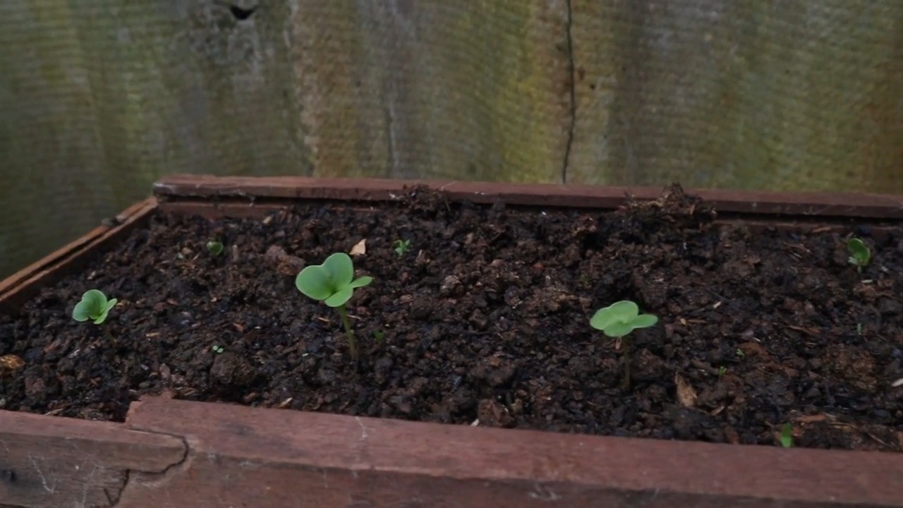 Grow Baby Red Radishes