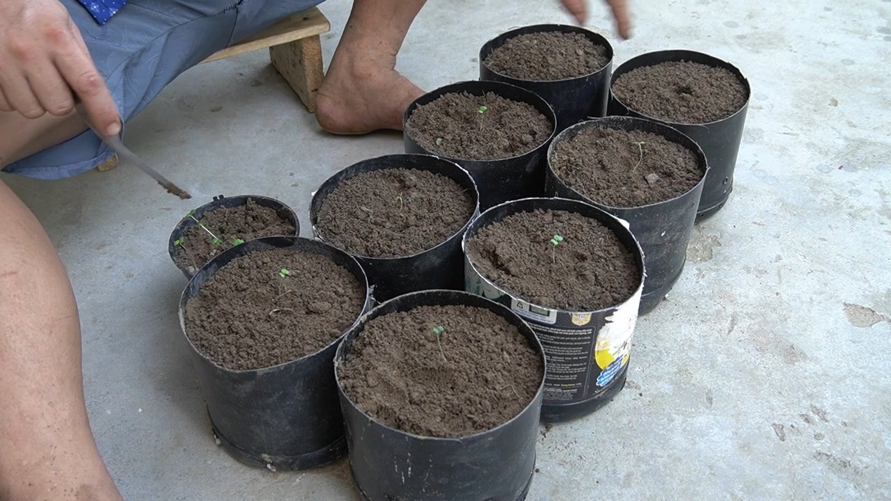 Balcony lettuce garden from waste