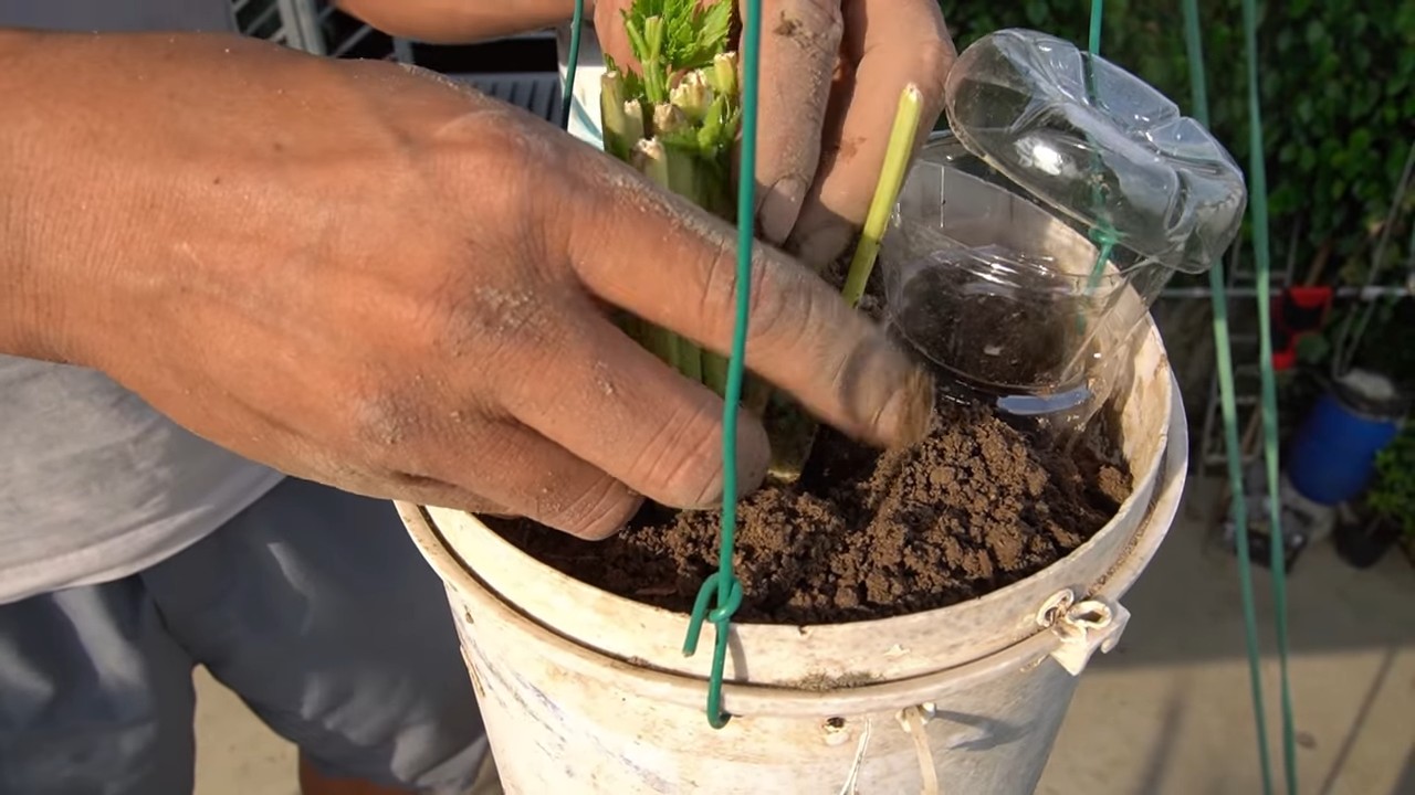 Grow Celery Backyard Year Round