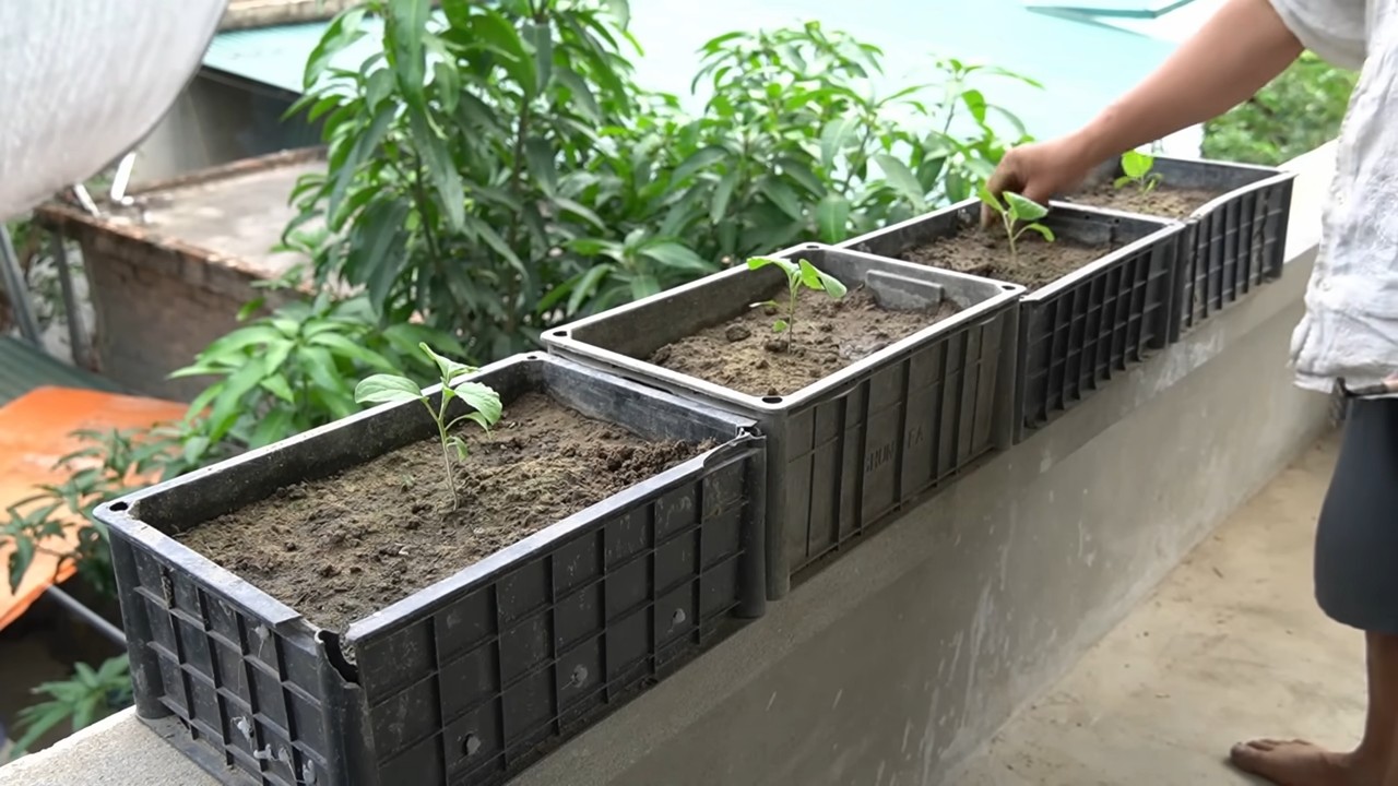 No Dig Eggplant Bucket Garden