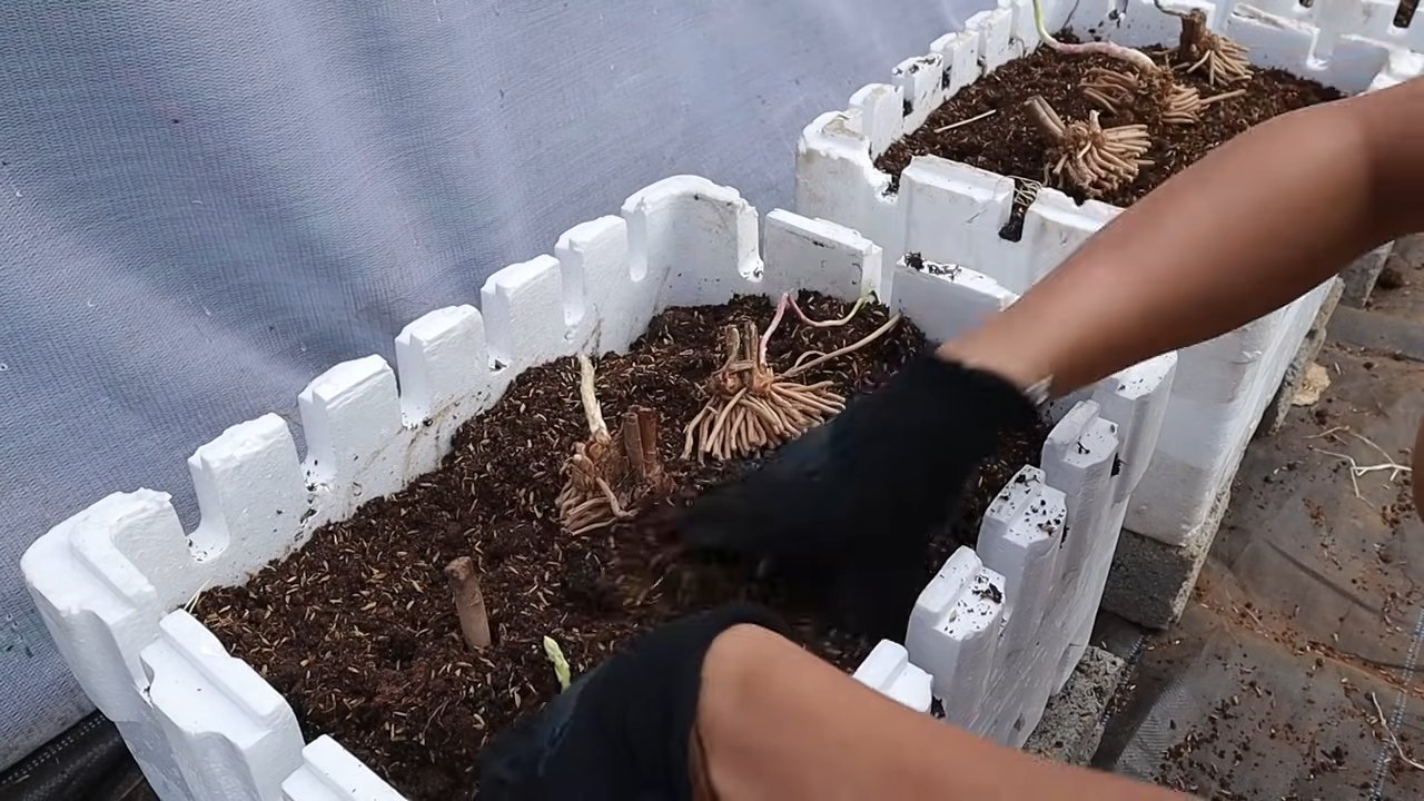 Grow Asparagus Easily