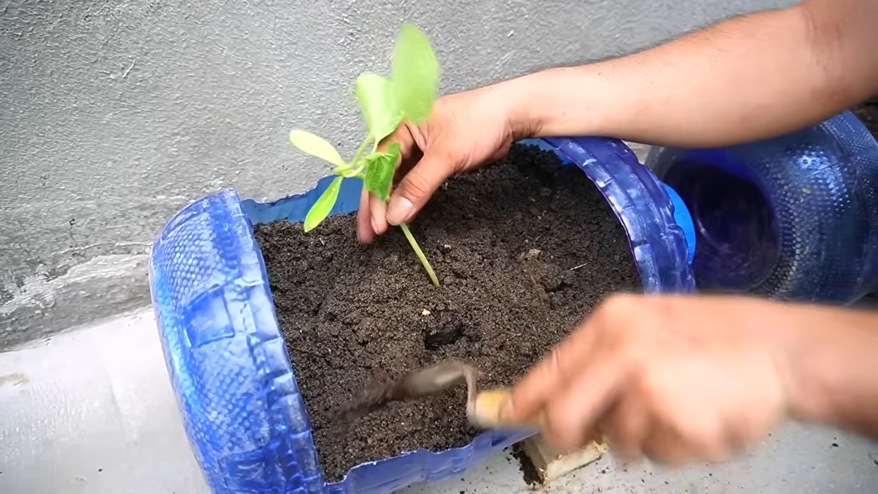 Growing giant pumpkins