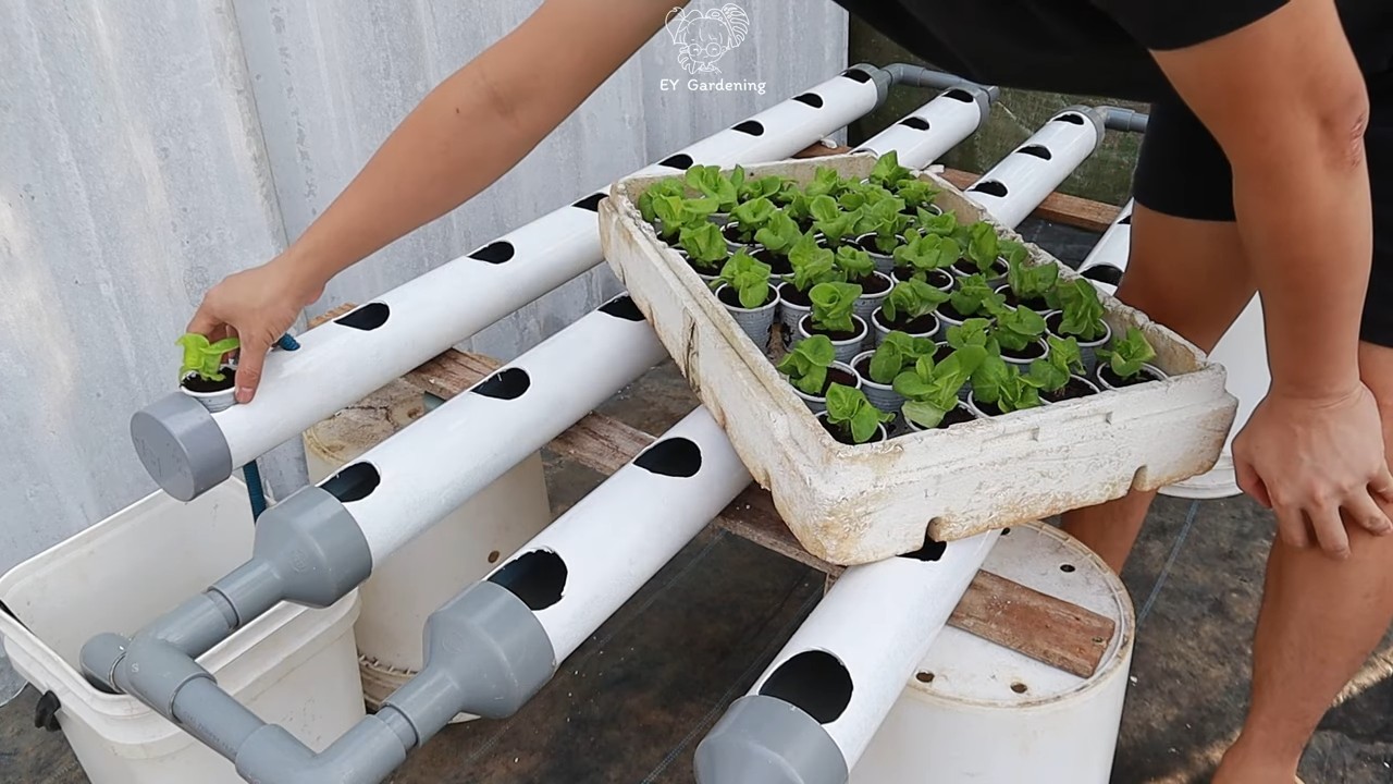 Growing lettuce in water