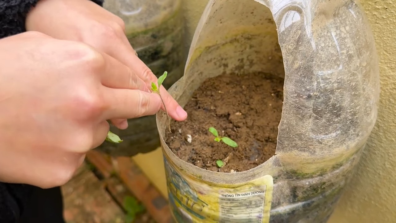 Tomato Growing Tips for Beginners