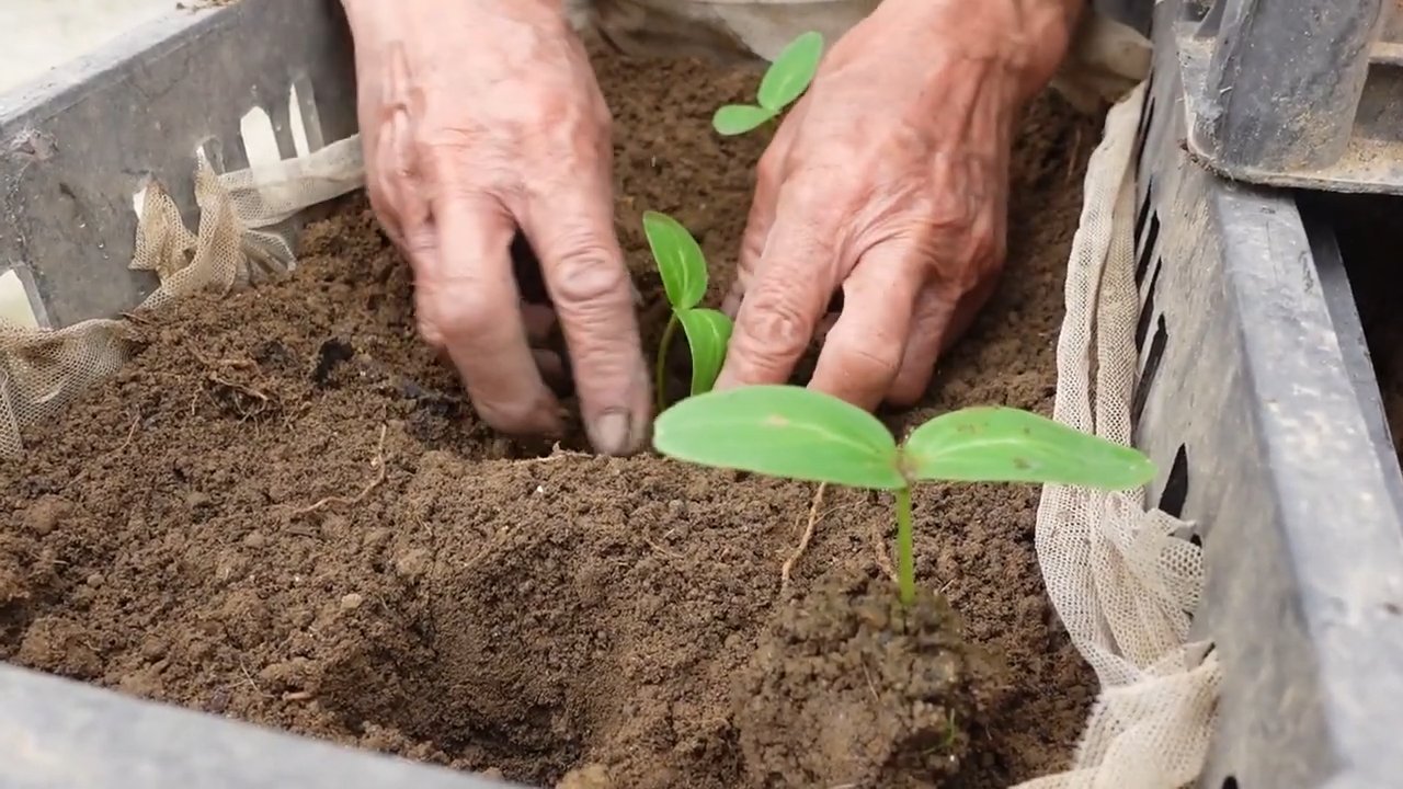 Cucumber Crop Failure