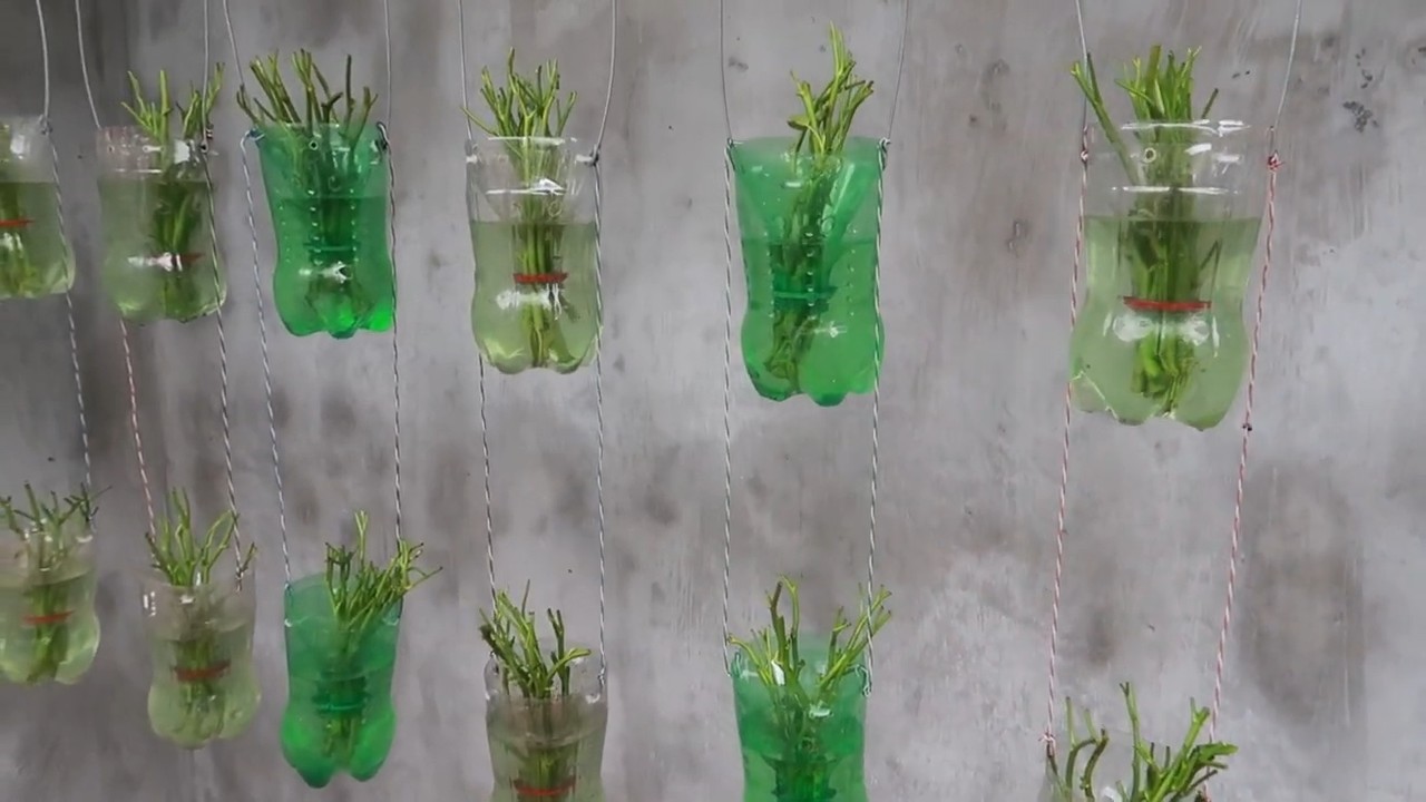 Recycled bottle spinach garden