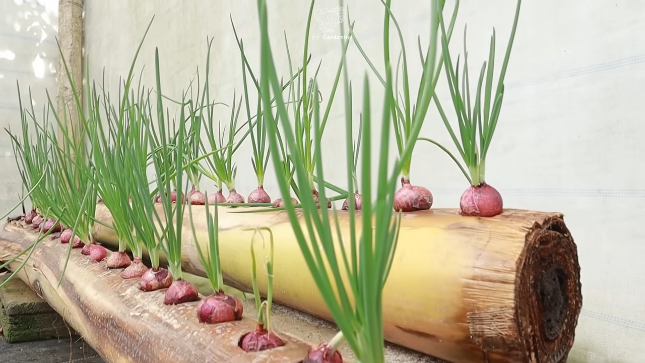 Growing onions unique method