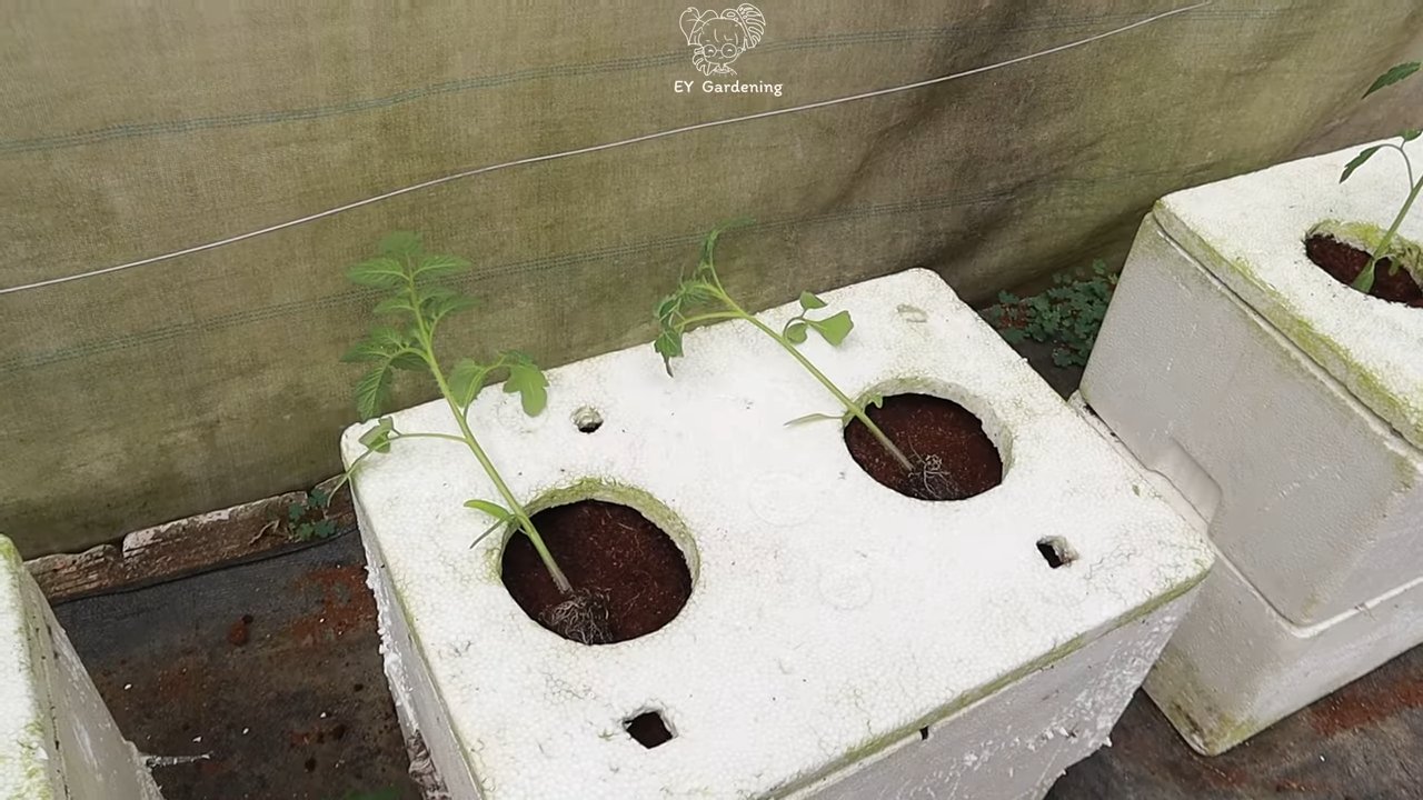 Nonstop tomato fruiting terrace