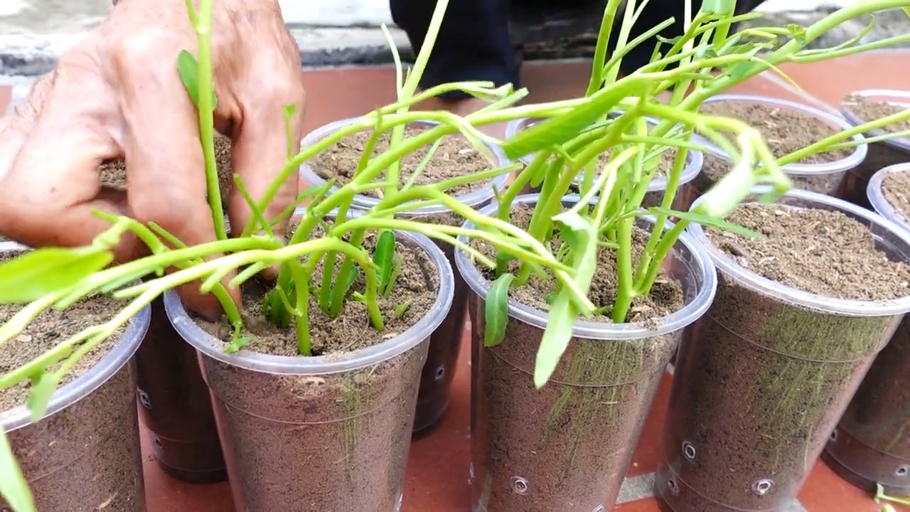 Grow water spinach
