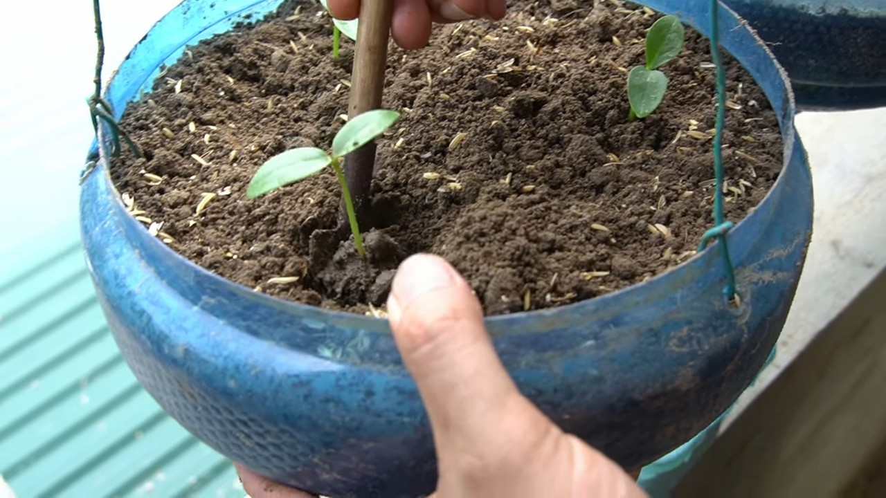 Growing Malabar Spinach Baskets