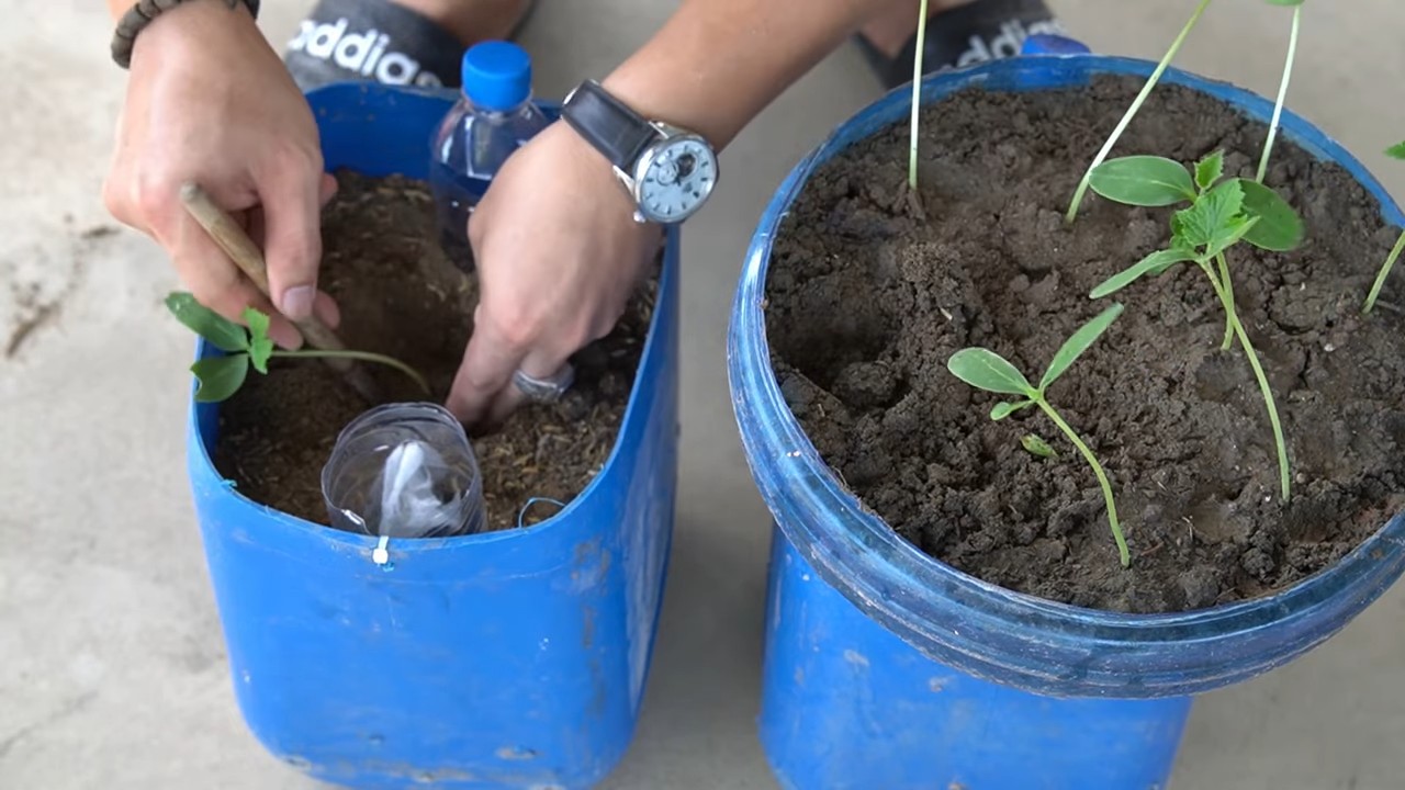 Cucumbers in pots