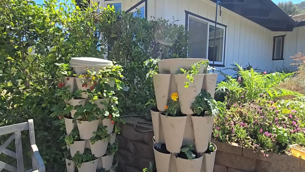 Maximize Strawberry Harvest