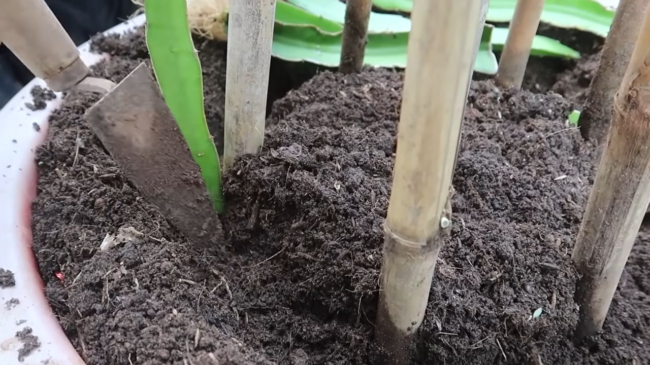 Grow Red Dragon Fruit