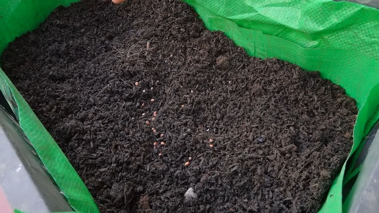 Grow Radish Year Round