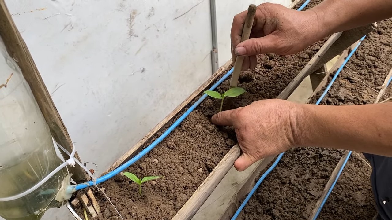 Spinach tower DIY