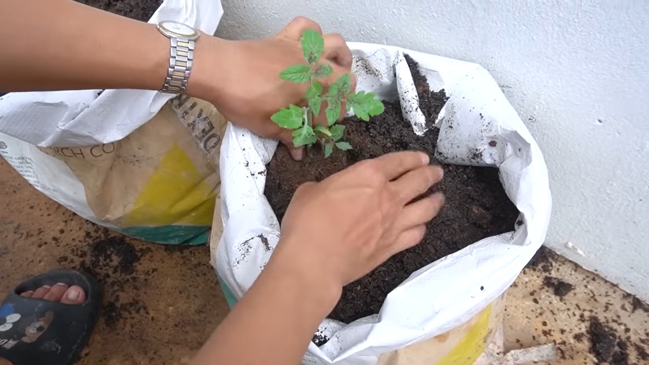 Best Tomato Growing Tips