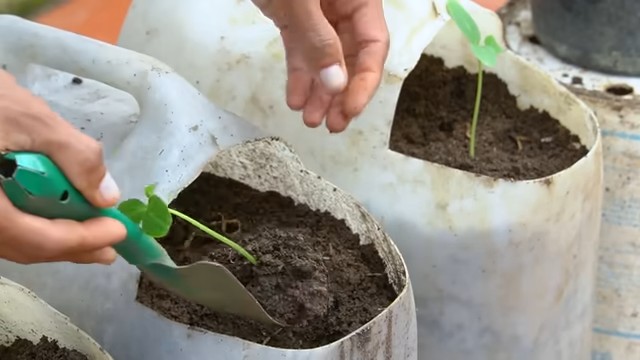 Container tomatoes simple trick