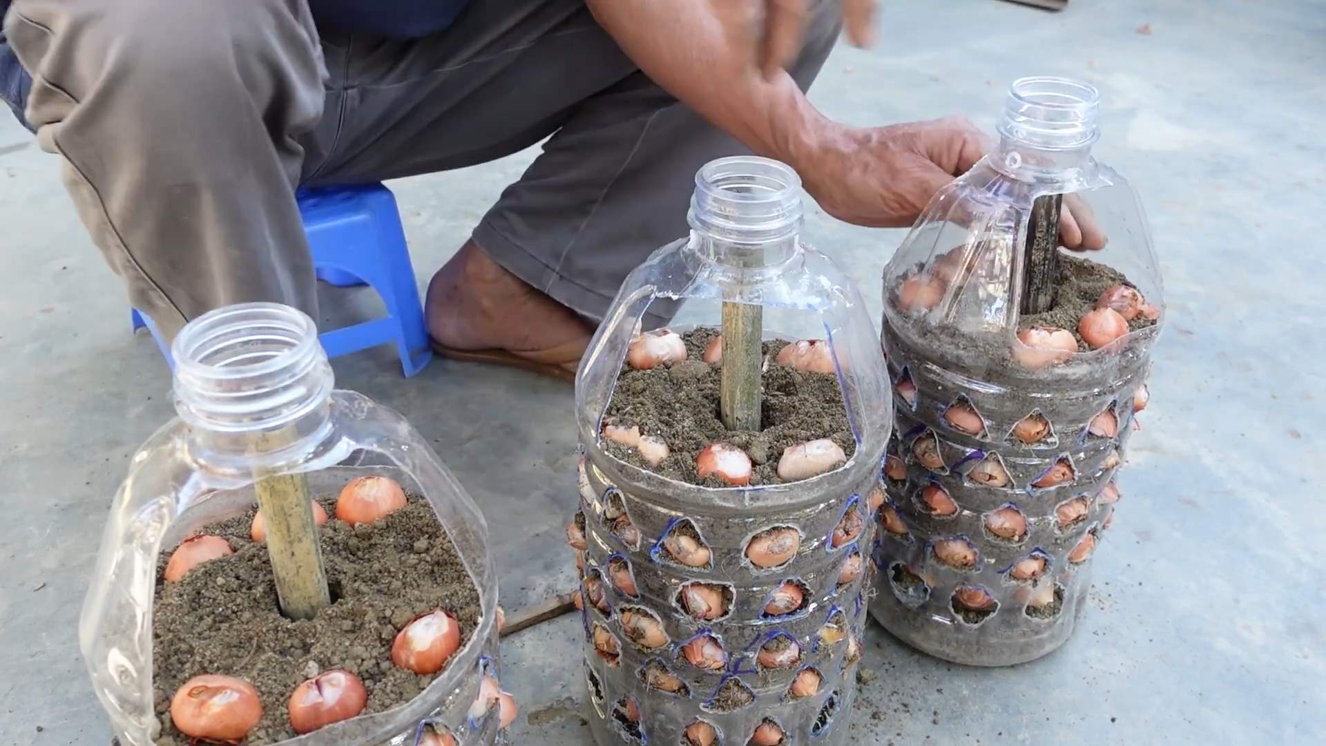 Continuous onion harvest