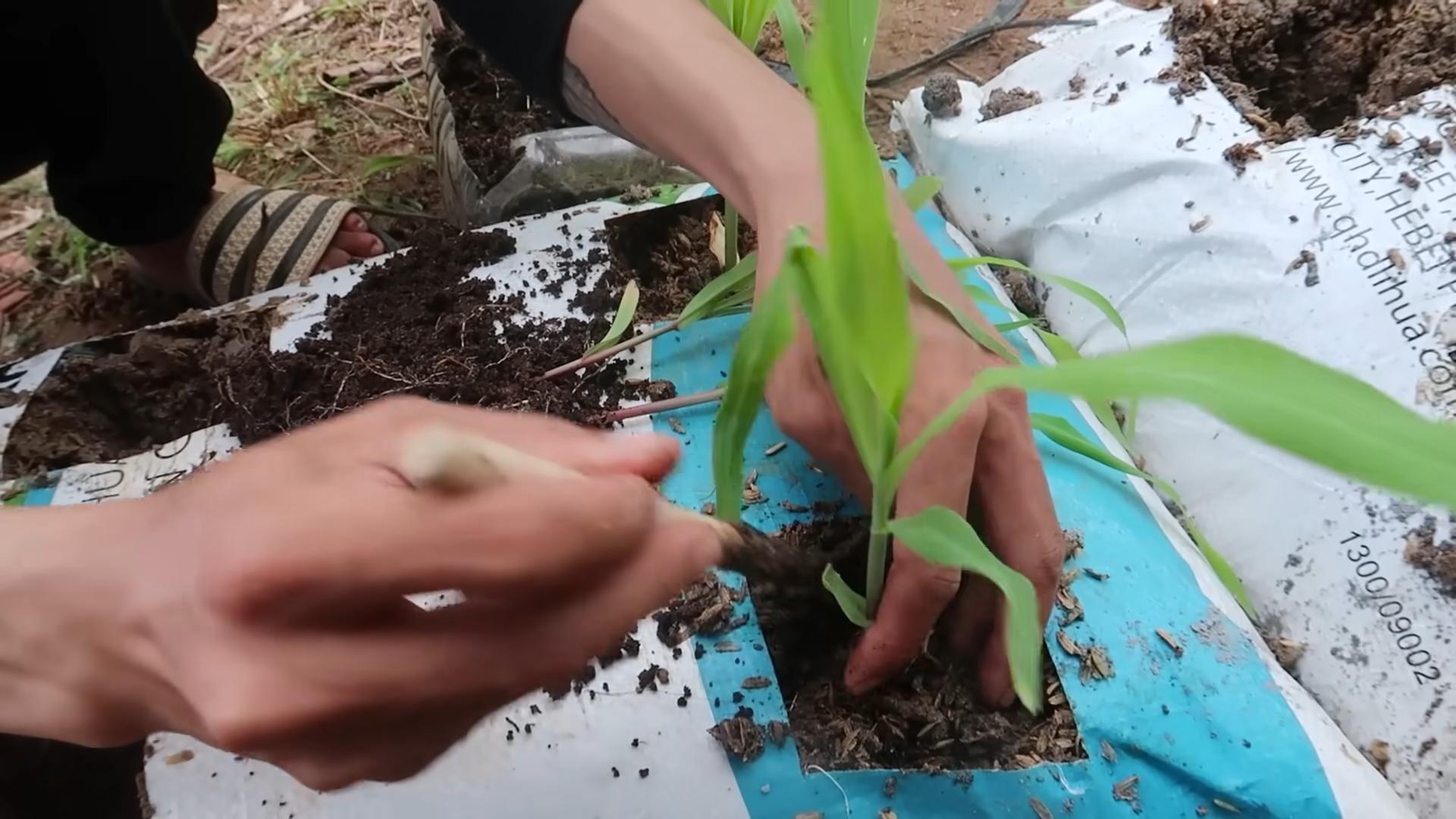 Growing corn in soil bags