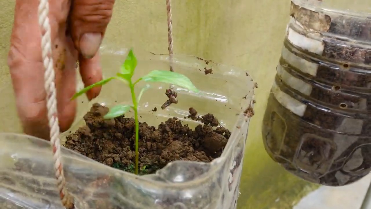 Chili pepper harvest game