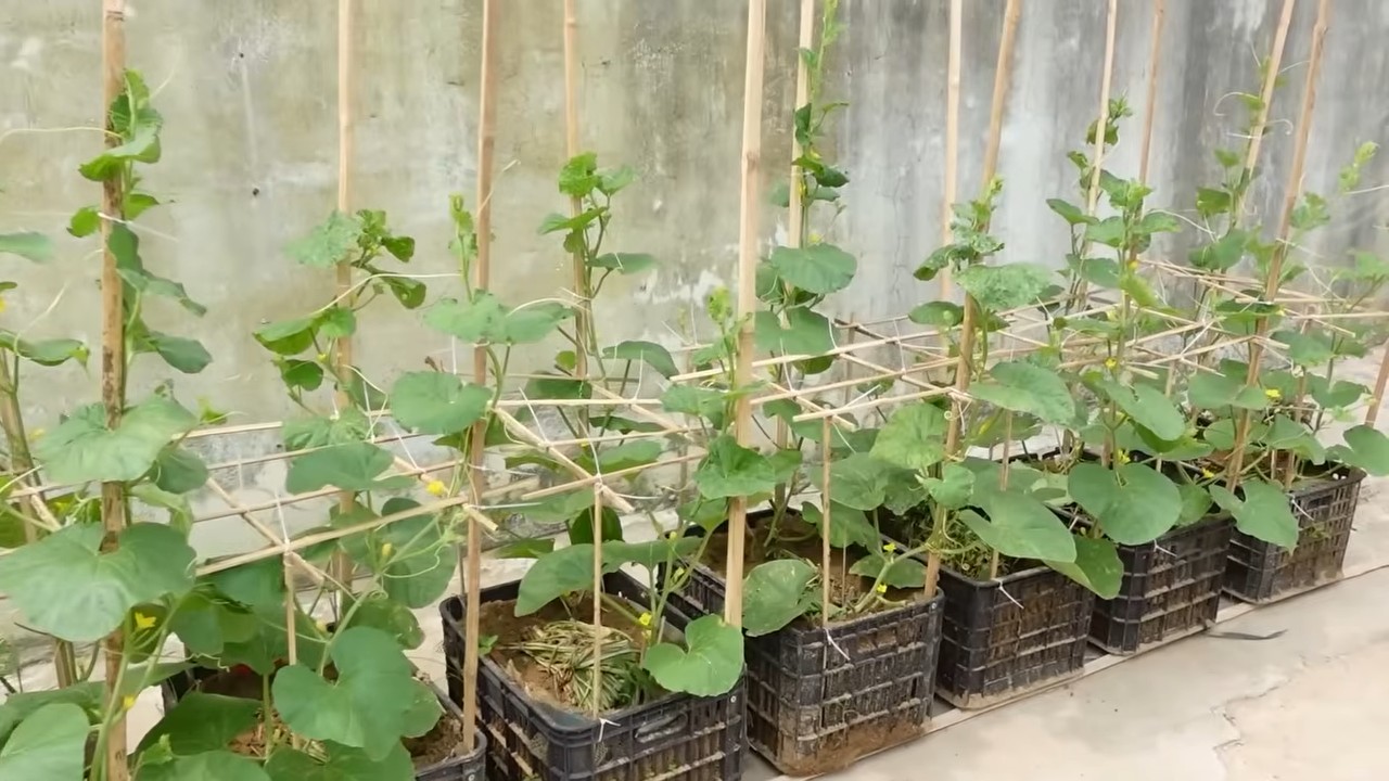 Easy melon growing routine