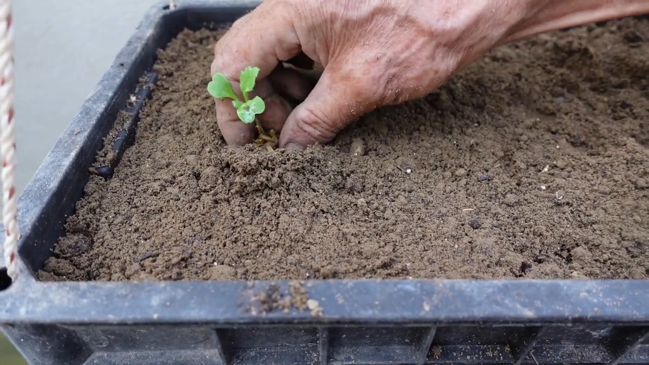 Easy crops for profit