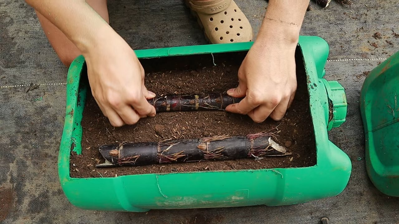 Growing sugarcane in recycled containers
