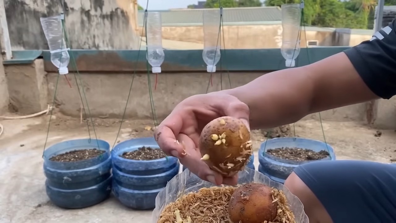 Potato growing plastic bottle
