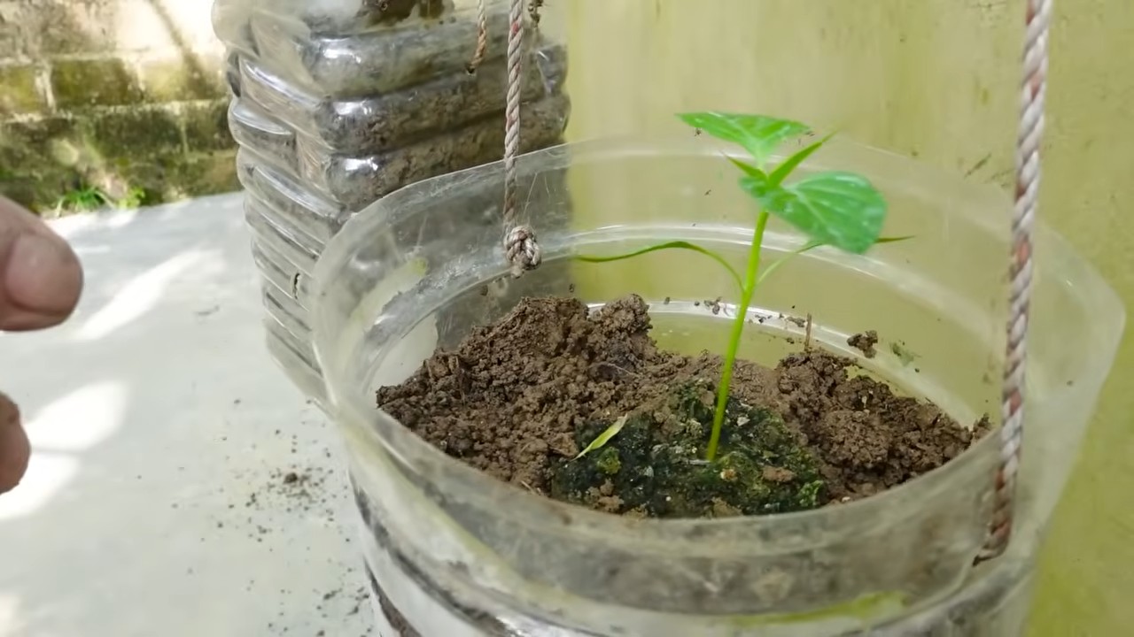 Growing chili from seed
