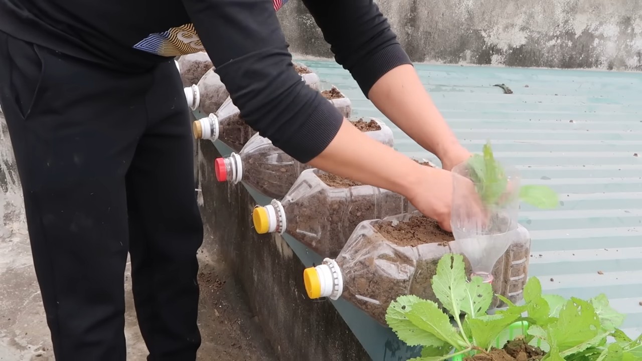 Easy vegetable gardening tricks