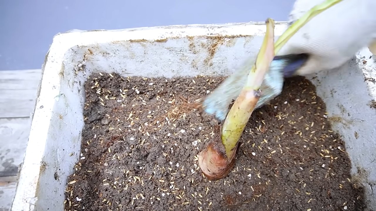 Grow More Bananas