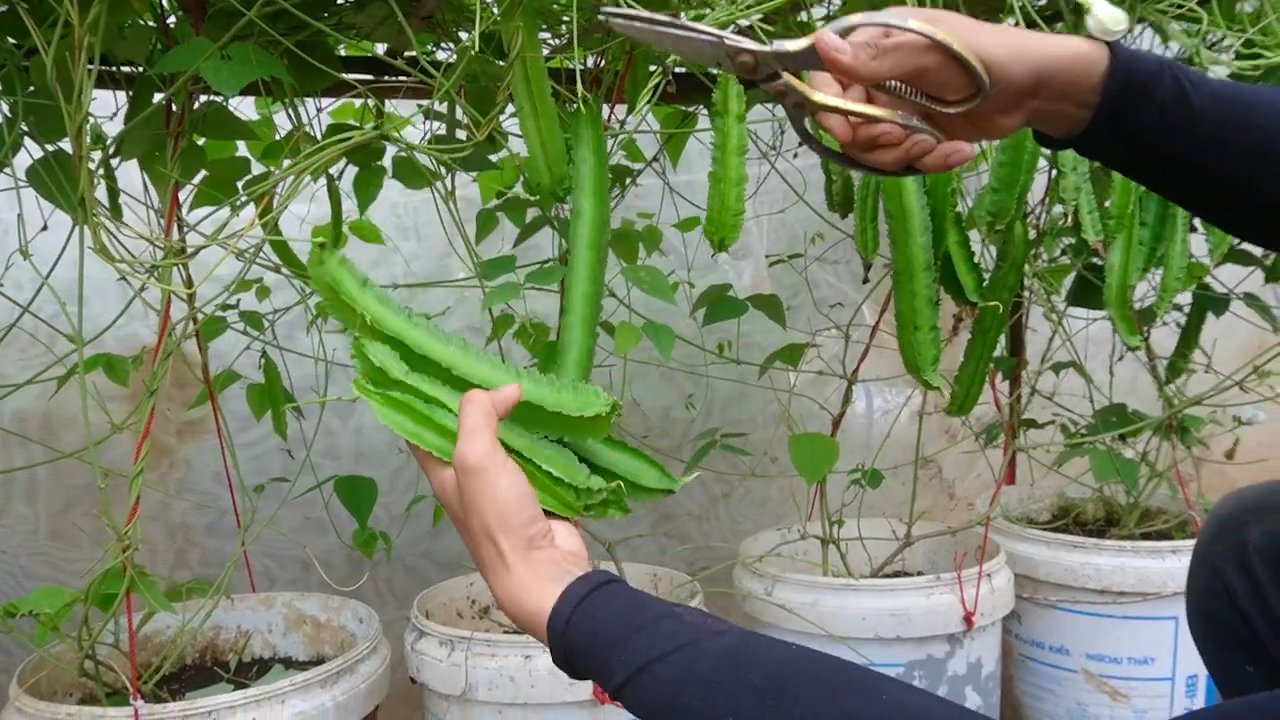 Grow Winged Beans at Home