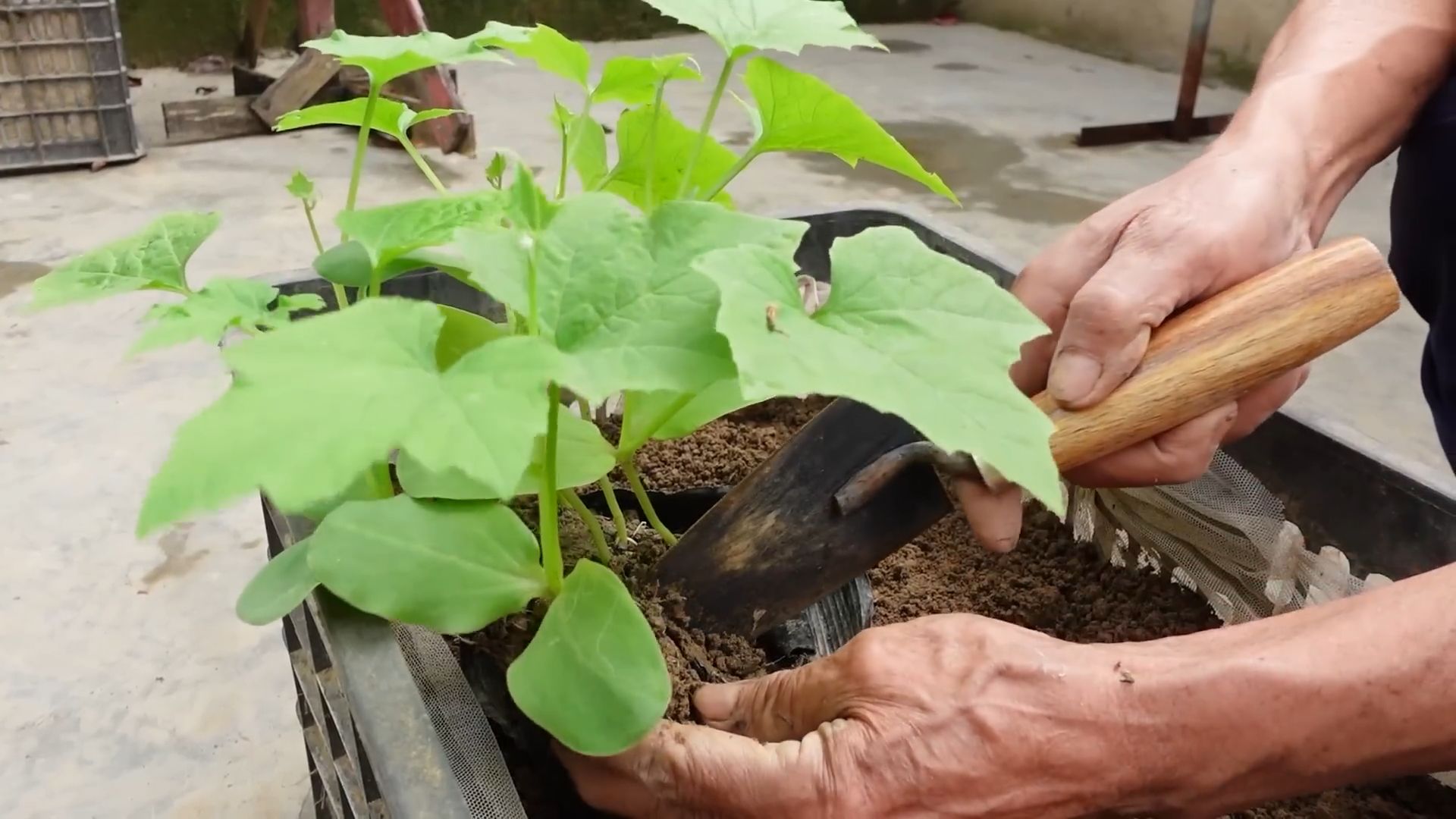 Grow angled luffa at home