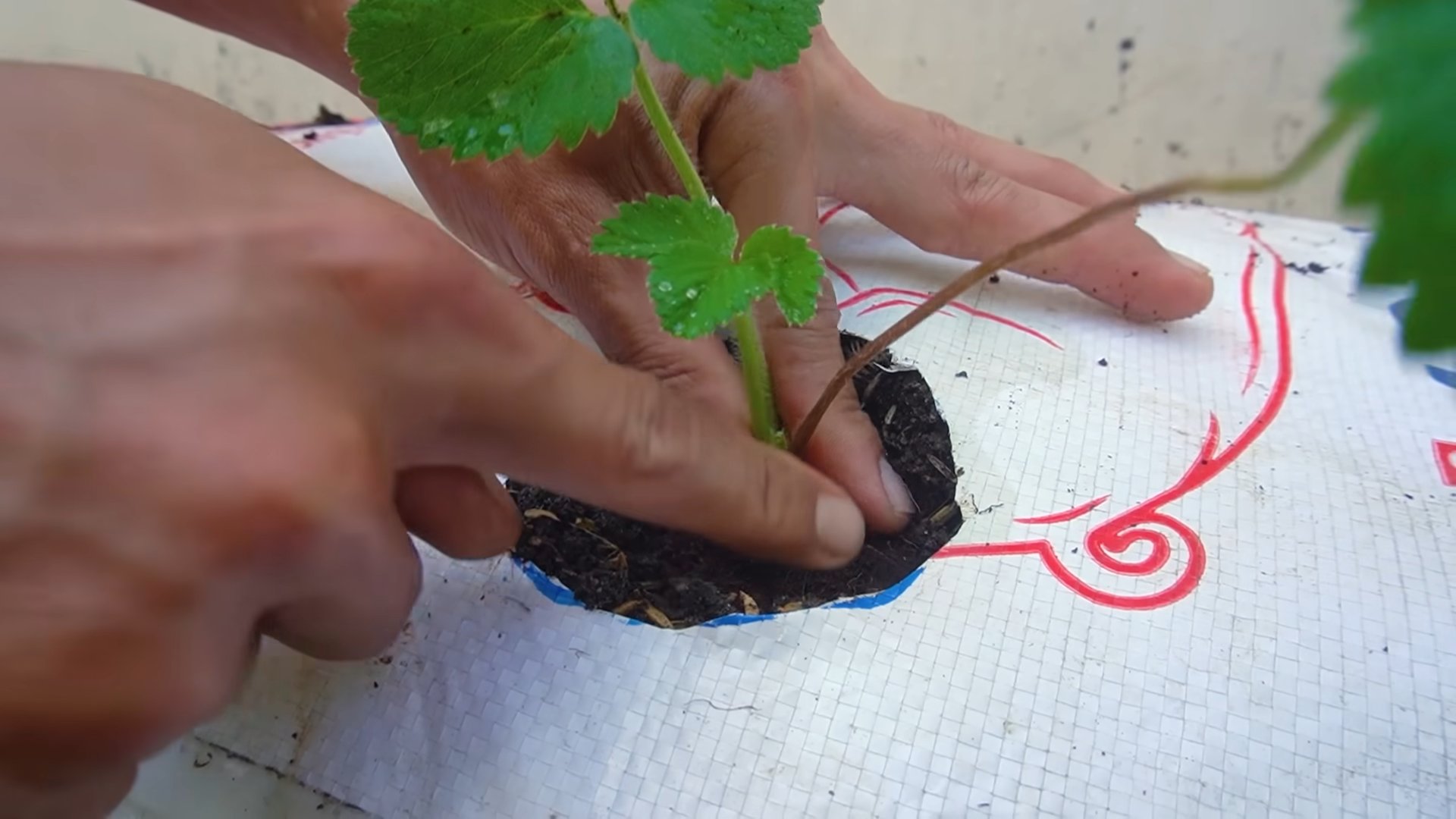 Bag growing strawberries