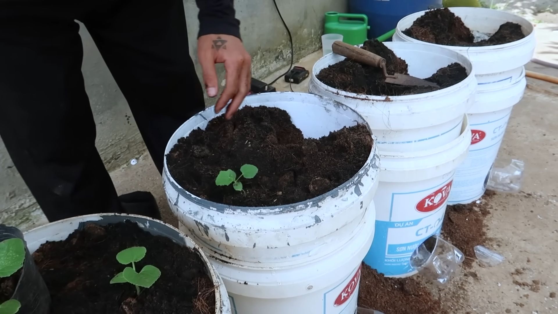 Cantaloupe container gardening
