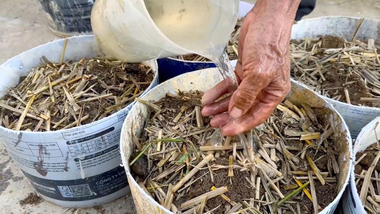 Grow potatoes at home