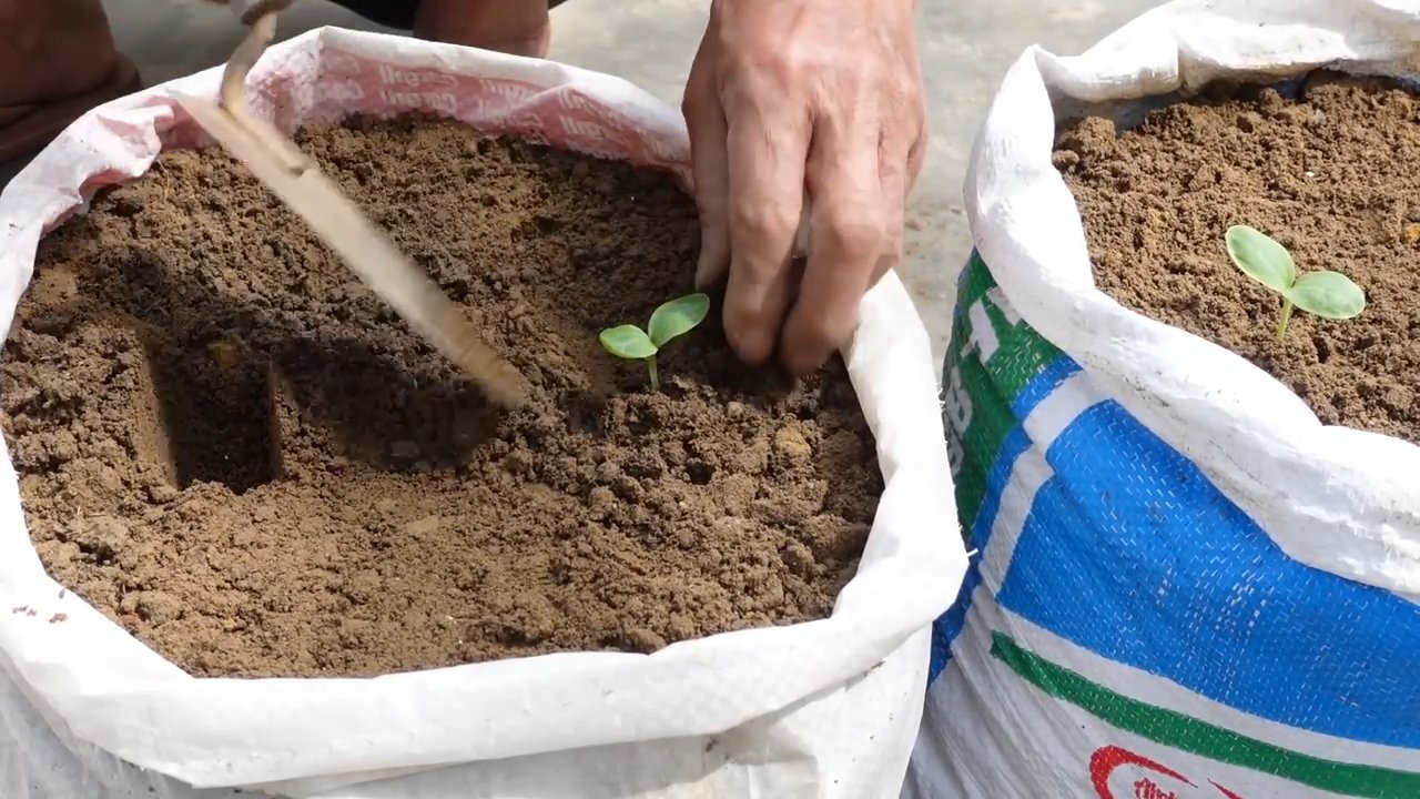 Squash Growing Small Garden