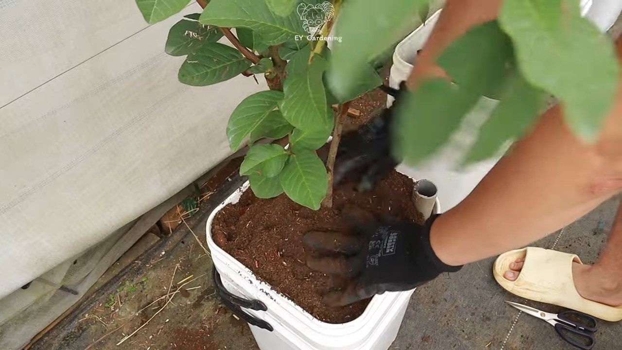 Terrace guava tree planting