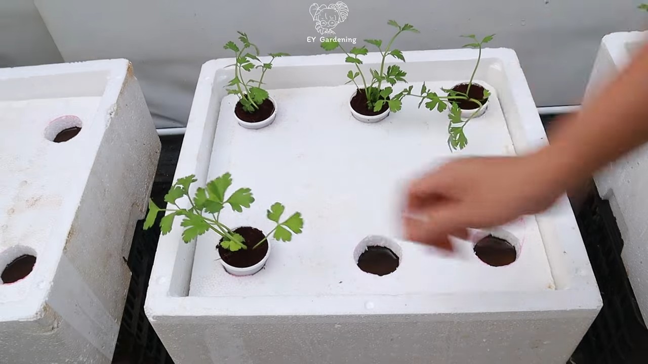 Hydroponic celery growing guide