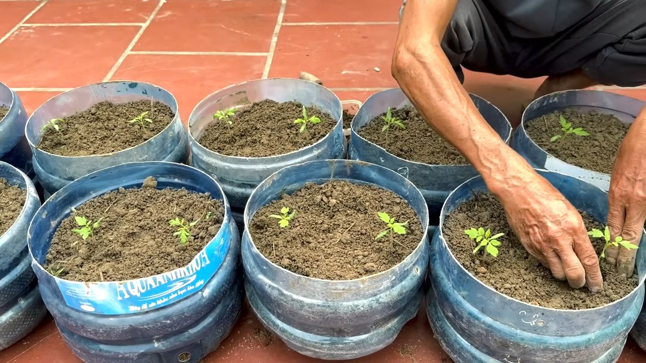 Tomato can trick