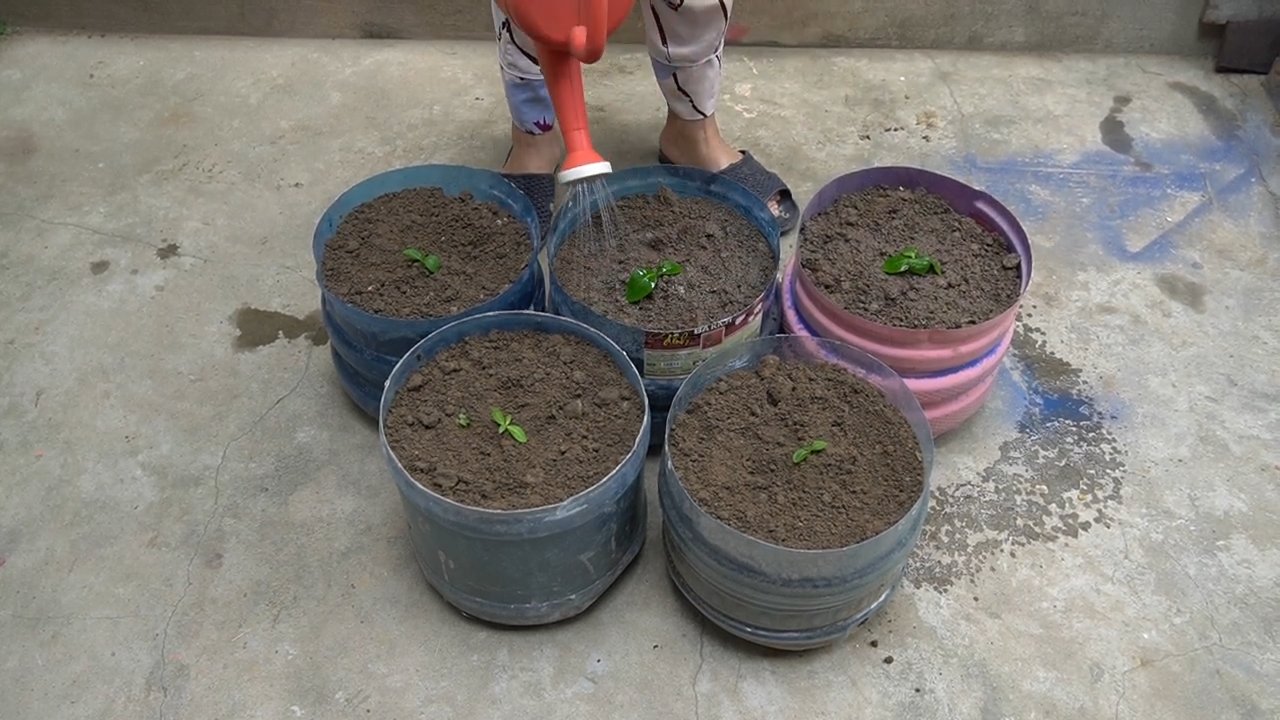 DIY bottle cabbage patch