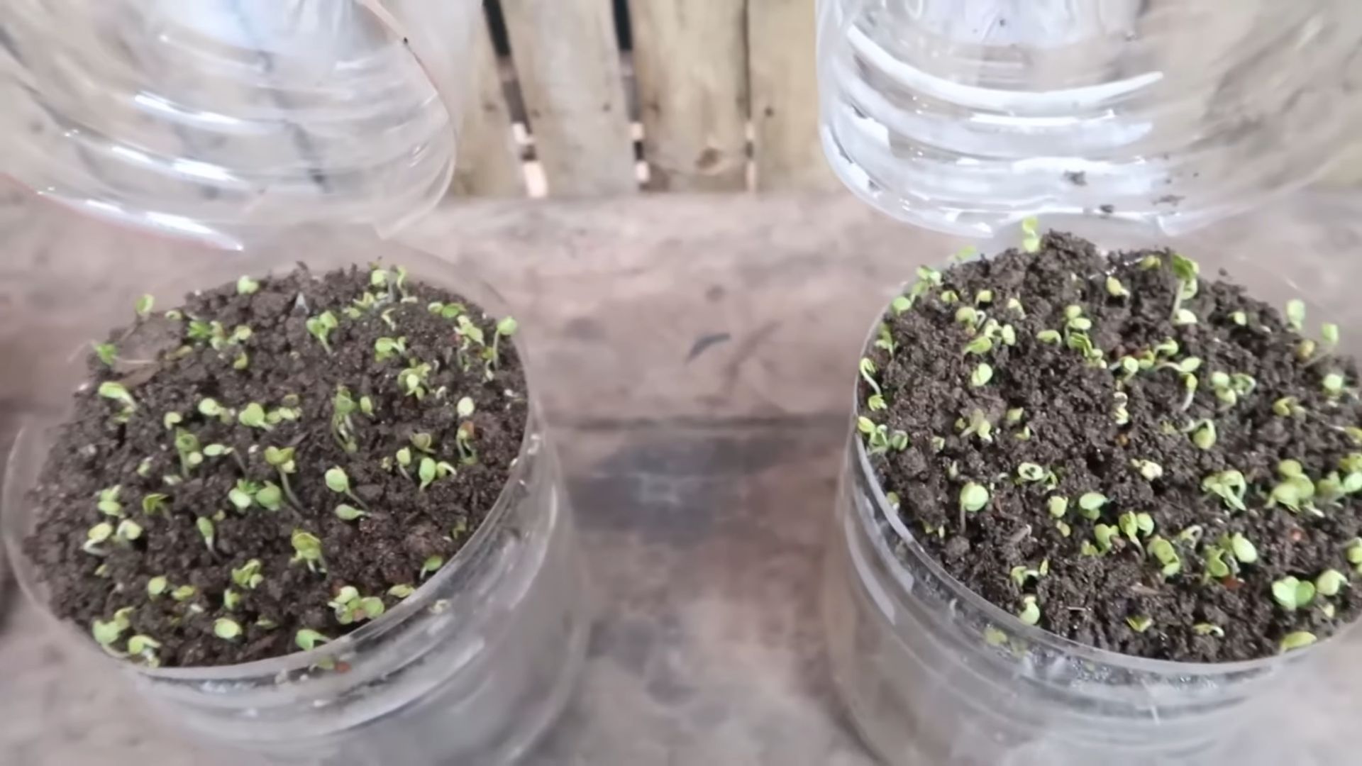 Soil Free Microgreens Setup