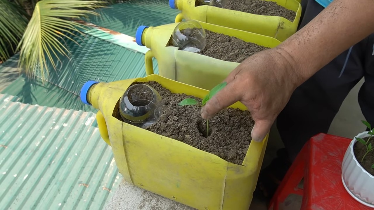 Balcony Bell Pepper Bottle Garden