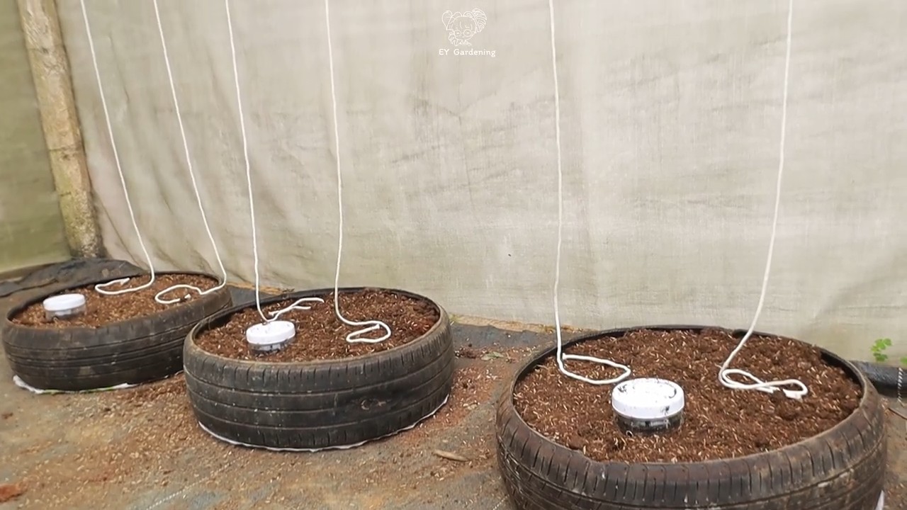 Growing butternut squash tires