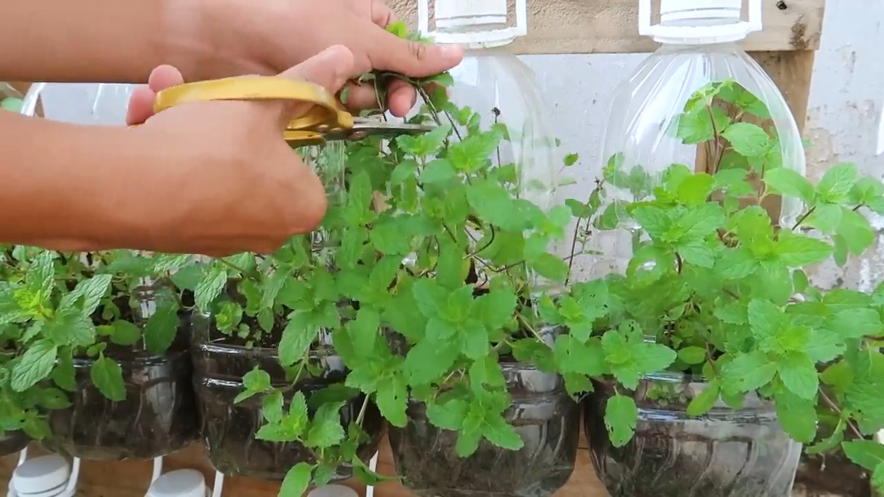 Indoor Mint Growing Tips